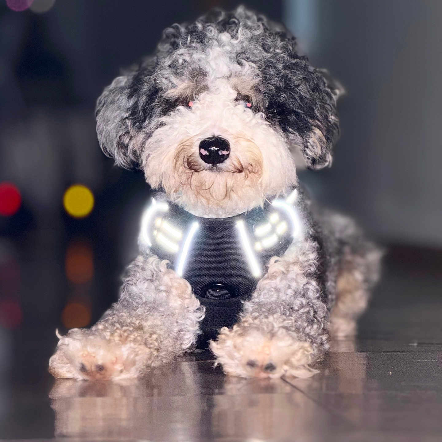 Charlie joined the competition — help win amazing prizes! animal, black_and_white, blurred_background, canine, close_up, companion, curly_fur, cute, dog, domestic_animal, floor_reflection, focus, front_paws, fur, indoor, indoor_lighting, lying_down, pet, portrait, reflective_harness