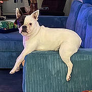 Yuna participe au concours pour gagner de l'argent avec cette photo : dog, white_dog, black_ear, blue_couch, living_room, plant, pillow, pet, relaxed, furniture, indoor, animal, canine, resting, curious, home, cozy, background, seat, domestic