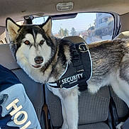 Razzia participe au concours pour gagner de l'argent avec cette photo : dog, husky, security_vest, pet, animal, car_interior, seat, window, daylight, furry, ears, alert, muzzle, tail, four_legs, canine, domestic_animal, transport, vehicle, guard