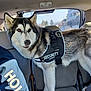 dog, husky, security_vest, pet, animal, car_interior, seat, window, daylight, furry, ears, alert, muzzle, tail, four_legs, canine, domestic_animal, transport, vehicle, guard