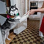 dog, husky, tinsel, holiday_decor, person, holding_hands, kitchen, checkered_floor, white_cabinets, appliance, microwave, oven, door, floor, tile_floor, pet, indoor, playful, black_white, fur