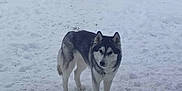 Razzia a rejoint le concours — aidez-le/la à gagner de superbes lots ! dog, husky, snow, outdoor, animal, pet, fence, gate, winter, canine, fur, standing, alert, nature, cold, mammal, portrait, daylight, watchful, companion
