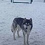 dog, husky, snow, outdoor, animal, pet, fence, gate, winter, canine, fur, standing, alert, nature, cold, mammal, portrait, daylight, watchful, companion