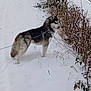 dog, husky, snow, winter, leash, tree, bush, path, outdoor, animal, canine, fur, nature, cold, landscape, quiet, alert, walking, rural, daytime