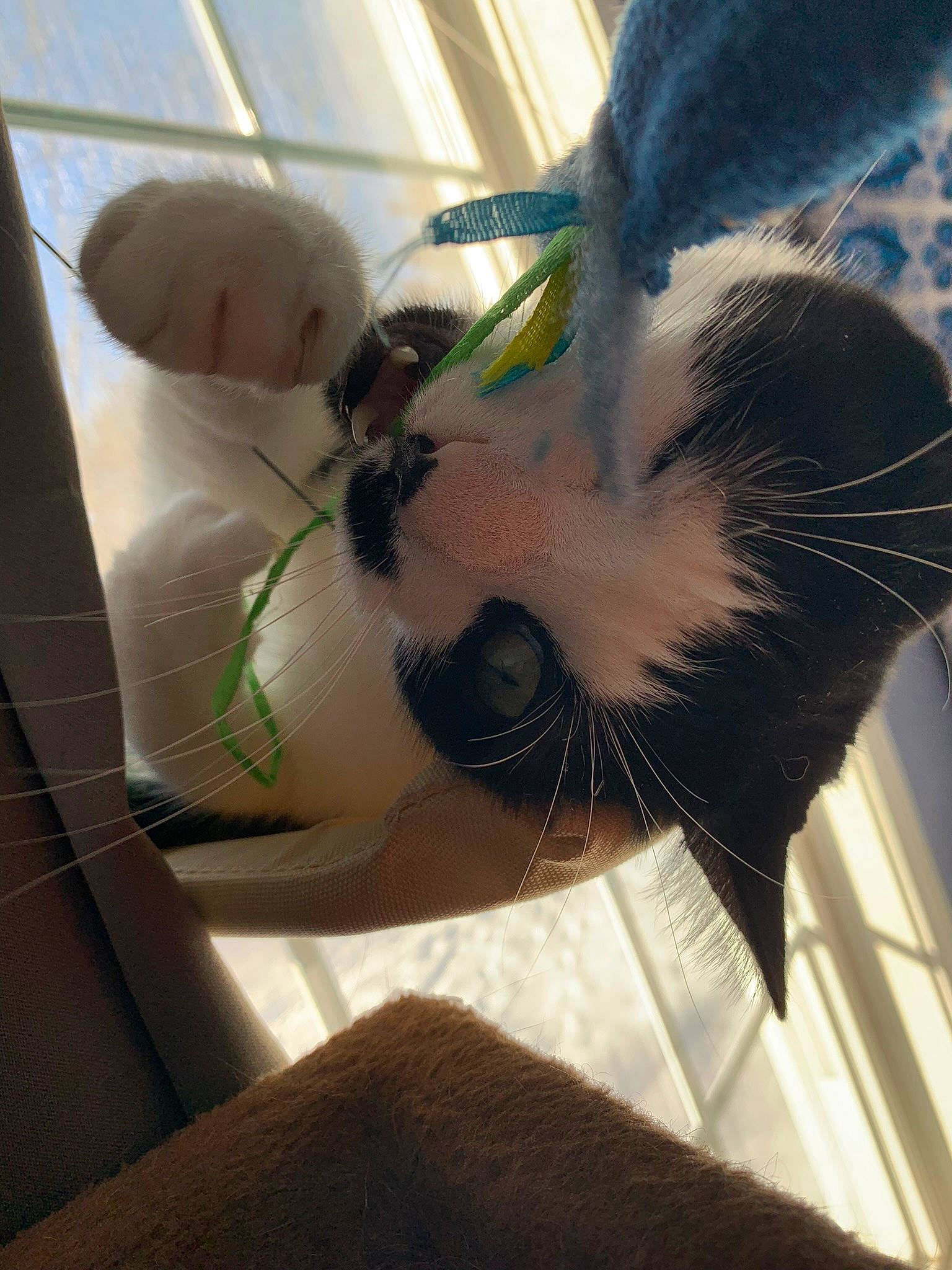 Bernard