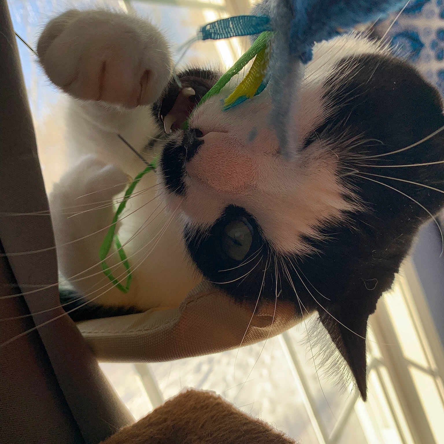 Bernard