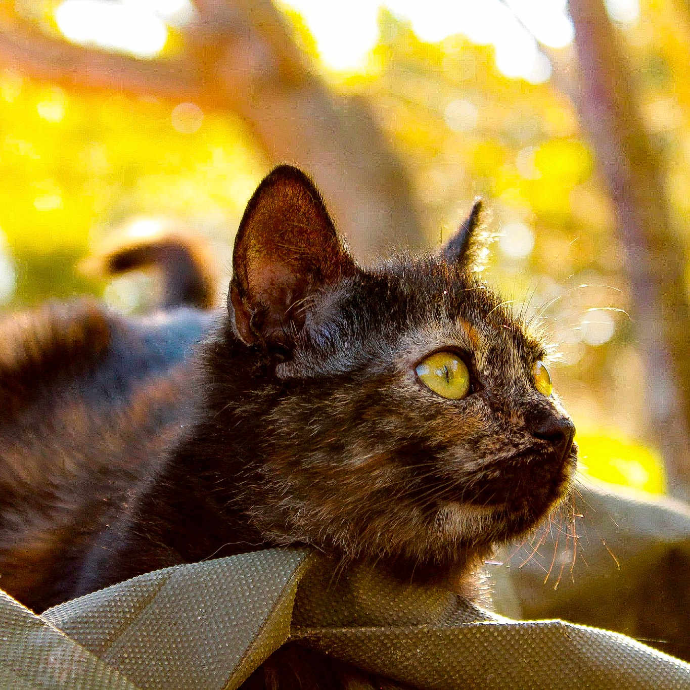Mimi
