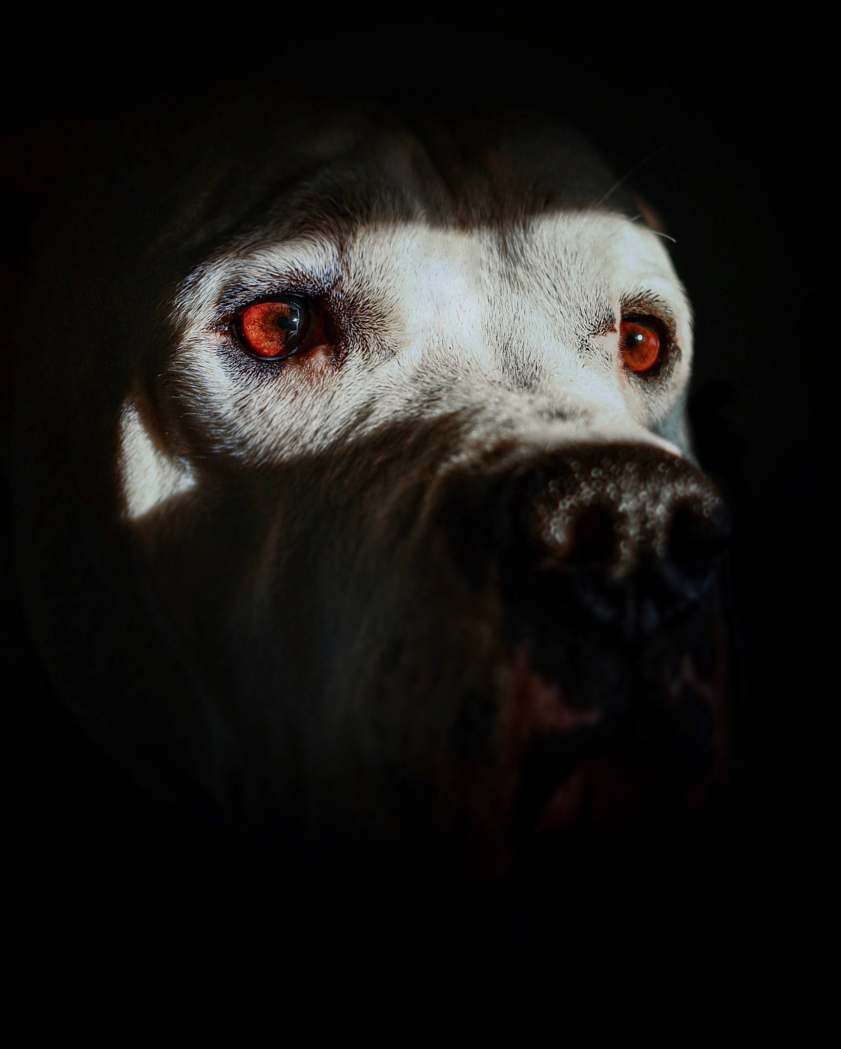 Némésis a rejoint le concours — aidez-le/la à gagner de superbes lots ! canidae, carnivore, companion_dog, darkness, dog, dog_breed, eye, eyelash, flash_photography, fur, head, iris, laptop, no_expression, snout, sporting_group, terrestrial_animal, whiskers, wildlife, working_animal