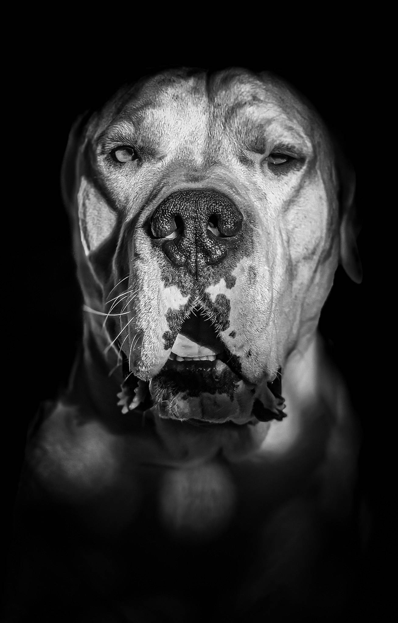 Némésis participe au concours pour gagner de l'argent avec cette photo : art, boxer, carnivore, close_up, darkness, dog, dog_breed, eye, face, fawn, flash_photography, head, jaw, monochrome, monochrome_photography, snout, symmetry, whiskers, window, wrinkle