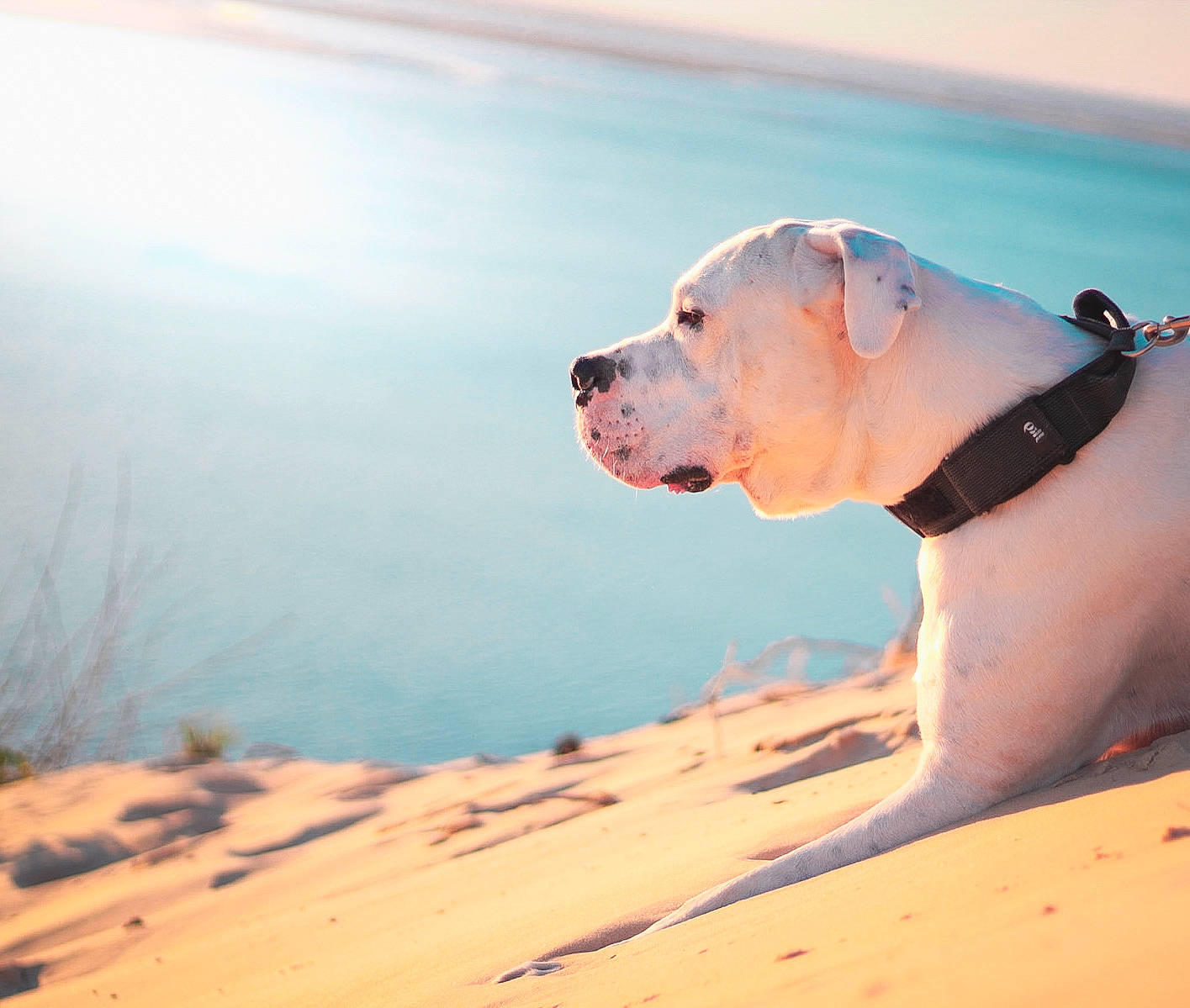 Némésis participe au concours pour gagner de l'argent avec cette photo : body_of_water, carnivore, collar, companion_dog, dog, dog_breed, dog_collar, fawn, fun, horizon, landscape, leash, pet_supply, sand, singing_sand, sky, snout, water, wood, working_animal