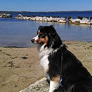 Gaya participe au concours pour gagner de l'argent avec cette photo : dog, beach, sand, water, rocks, sky, outdoor, leash, calm, nature, sunny, daytime, shore, animal, pet, seaside, relaxation, landscape, fence, people