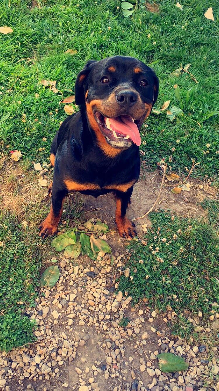 Ina participe au concours pour gagner de l'argent avec cette photo : austrian_black_and_tan_hound, canidae, carlin_pinscher, carnivore, dog, dog_breed, huntaway, hunting_dog, mammal, molosser, montenegrin_mountain_hound, polish_hunting_dog, rottweiler, sporting_group, transylvanian_hound, vertebrate, working_dog