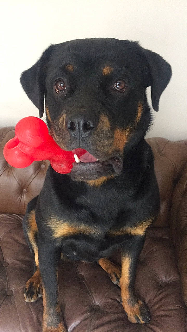 Ina a rejoint le concours — aidez-le/la à gagner de superbes lots ! austrian_black_and_tan_hound, black_and_tan_terrier, canidae, carlin_pinscher, carnivore, companion_dog, dog, dog_breed, fawn, huntaway, hunting_dog, mammal, molosser, polish_hunting_dog, rare_breed_dog, rottweiler, snout, sporting_group, vertebrate, working_dog