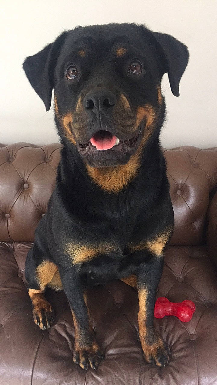 Ina participe au concours pour gagner de l'argent avec cette photo : austrian_black_and_tan_hound, black_and_tan_terrier, canidae, carlin_pinscher, carnivore, companion_dog, dog, dog_breed, huntaway, jagdterrier, mammal, molosser, rottweiler, snout, vertebrate