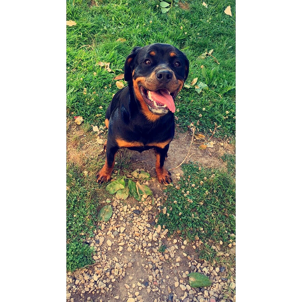 Ina participe au concours pour gagner de l'argent avec cette photo : canidae, carlin_pinscher, carnivore, dog, dog_breed, grass, hunting_dog, mammal, molosser, puppy, rottweiler, vertebrate, working_dog