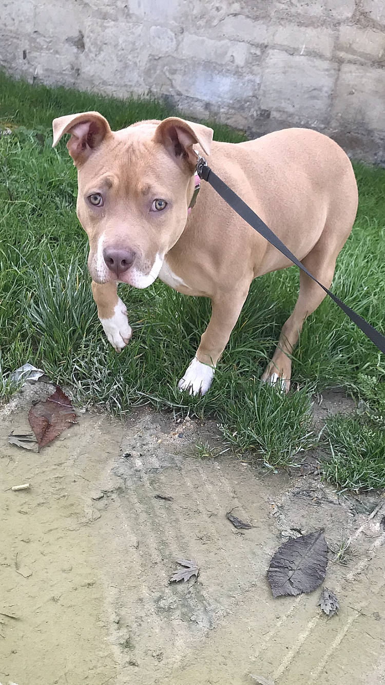 Panama participe au concours pour gagner de l'argent avec cette photo : american_pit_bull_terrier, american_staffordshire_terrier, bull_and_terrier, canidae, carnivore, catahoula_bulldog, dog, dog_breed, fawn, mammal, mountain_cur, non_sporting_group, pit_bull, potcake_dog, rare_breed_dog, snout, staffordshire_bull_terrier, terrier, vertebrate