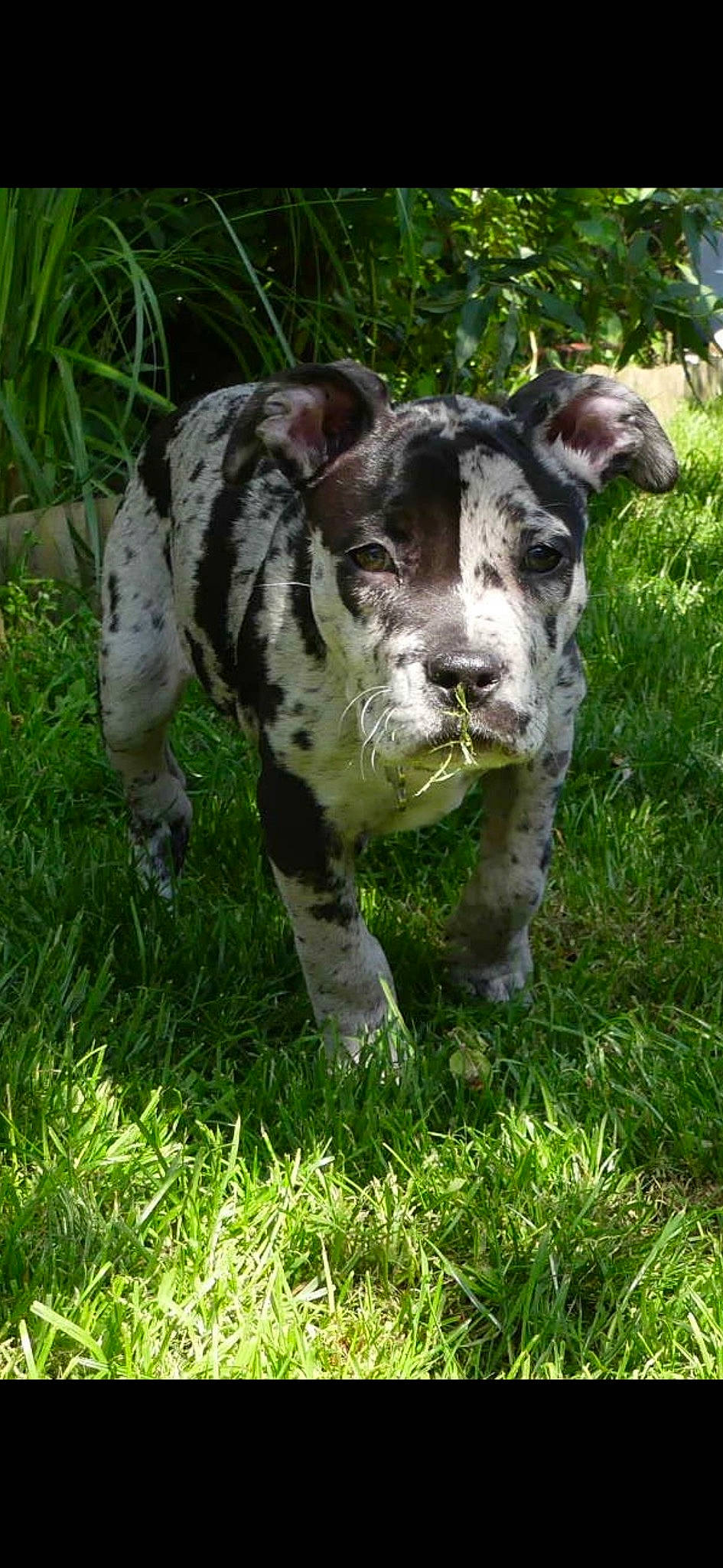 Volga participe au concours pour gagner de l'argent avec cette photo : art, big_cats, dog_breed, eye, fawn, felidae, grass, grassland, groundcover, lawn_ornament, livestock, plant, sculpture, snout, sporting_group, statue, tail, terrestrial_animal, whiskers, working_animal
