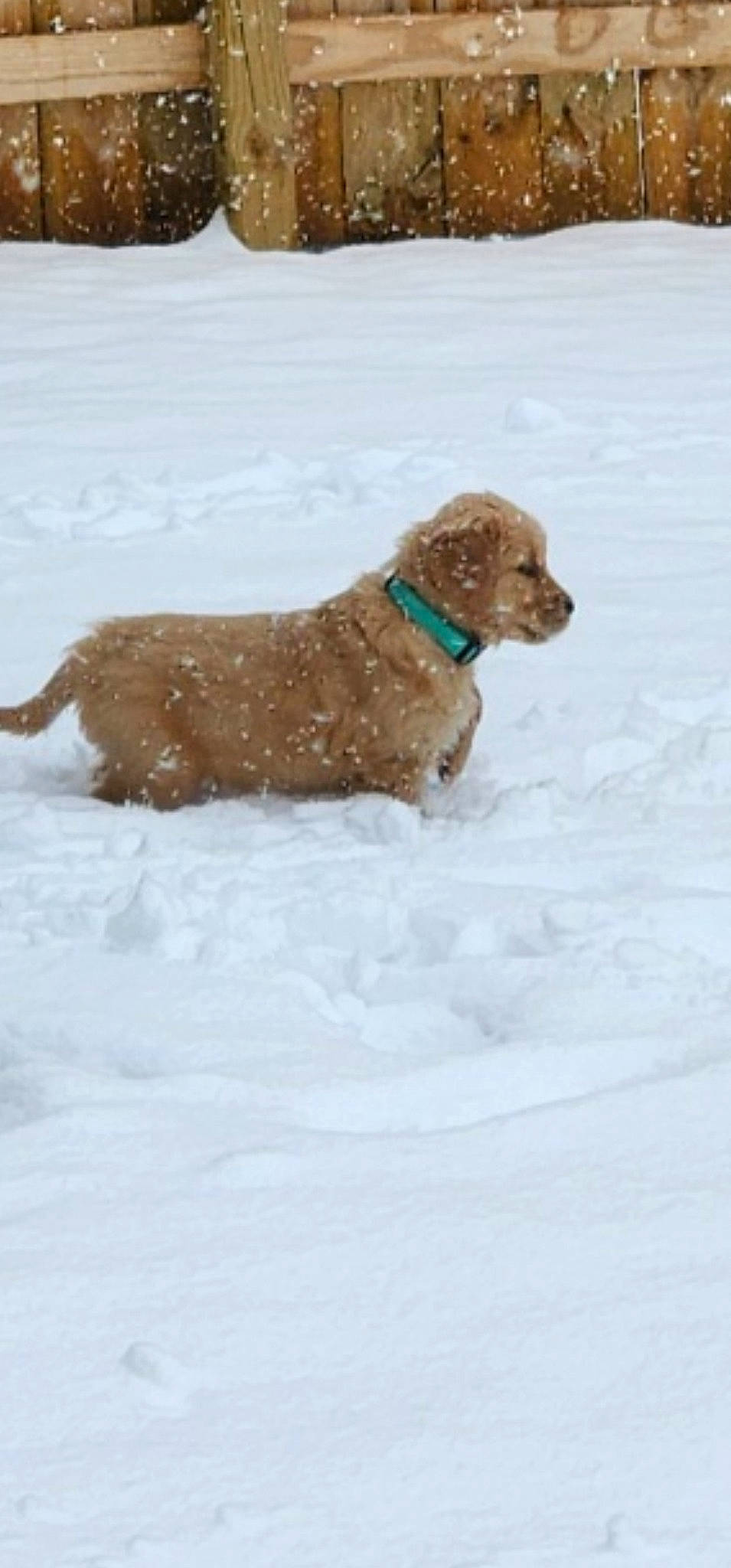 Libby is registered to the contest to win money with this photo: canidae, carnivore, companion_dog, dog, dog_breed, dog_collar, fawn, fur, gun_dog, hunting_dog, liver, recreation, snow, sporting_group, tail, water_dog, winter, working_animal