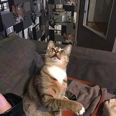 Tigresse participe au concours pour gagner de l'argent avec cette photo : american_curl, american_shorthair, asian, carnivore, cat, domestic_short_haired_cat, dragon_li, egyptian_mau, european_shorthair, felidae, fur, kitten, leg, paw, pixie_bob, polydactyl_cat, sitting, small_to_medium_sized_cats, tabby_cat, whiskers