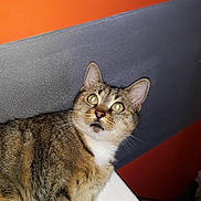 Tigresse a rejoint le concours — aidez-le/la à gagner de superbes lots ! aegean_cat, american_shorthair, american_wirehair, asian, australian_mist, california_spangled, carnivore, cat, domestic_short_haired_cat, dragon_li, european_shorthair, eye, felidae, kitten, mammal, small_to_medium_sized_cats, snout, sokoke, tabby_cat, whiskers