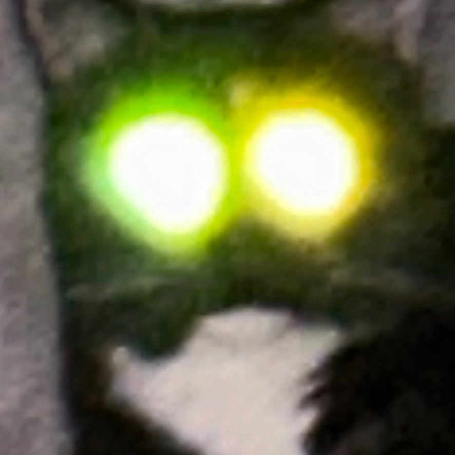 Fudgie joined the competition — help win amazing prizes! animal, black_and_white, blurry, cat, closeup, cute, domestic_cat, ears, eyes, face, funny, fur, glowing_eyes, indoor, mysterious, night, pet, portrait, tuxedo_cat, whiskers