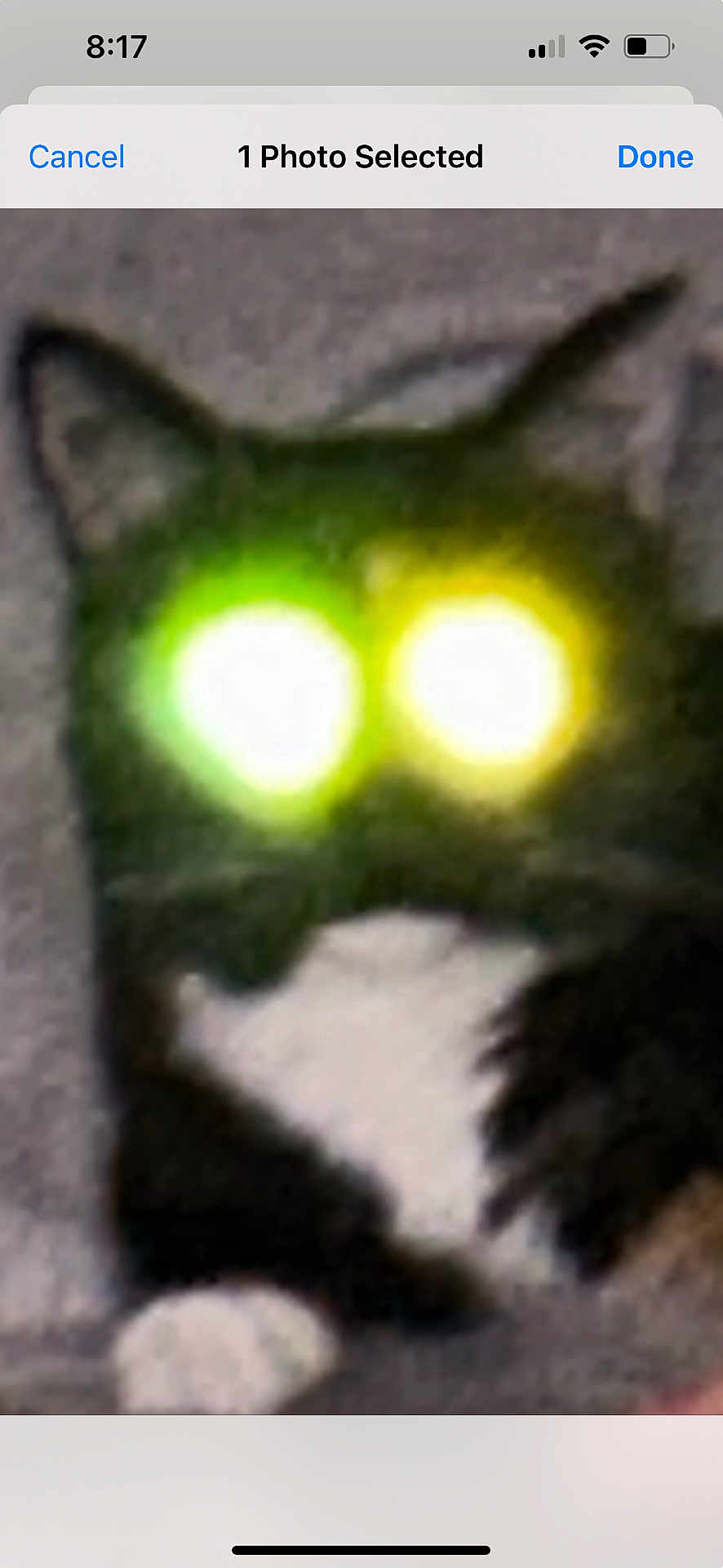 Fudgie joined the competition — help win amazing prizes! cat, black_and_white, glowing_eyes, blurry, indoor, pet, animal, fur, whiskers, closeup, face, ears, cute, tuxedo_cat, night, mysterious, funny, eyes, portrait, domestic_cat