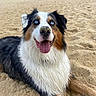 Snow a rejoint le concours — aidez-le/la à gagner de superbes lots ! dog, beach, sand, blue_eyes, wet_fur, happy, tongue_out, close_up, outdoor, nature, animal, canine, portrait, tricolor, playful, relaxed, summer, pet, smiling, friendly