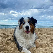 Snow a rejoint le concours — aidez-le/la à gagner de superbes lots ! dog, australian_shepherd, beach, sand, ocean, cloudy_sky, blue_eyes, pet, animal, outdoor, nature, water, canine, relaxing, portrait, fluffy, happy, tongue_out, wet_fur, summer