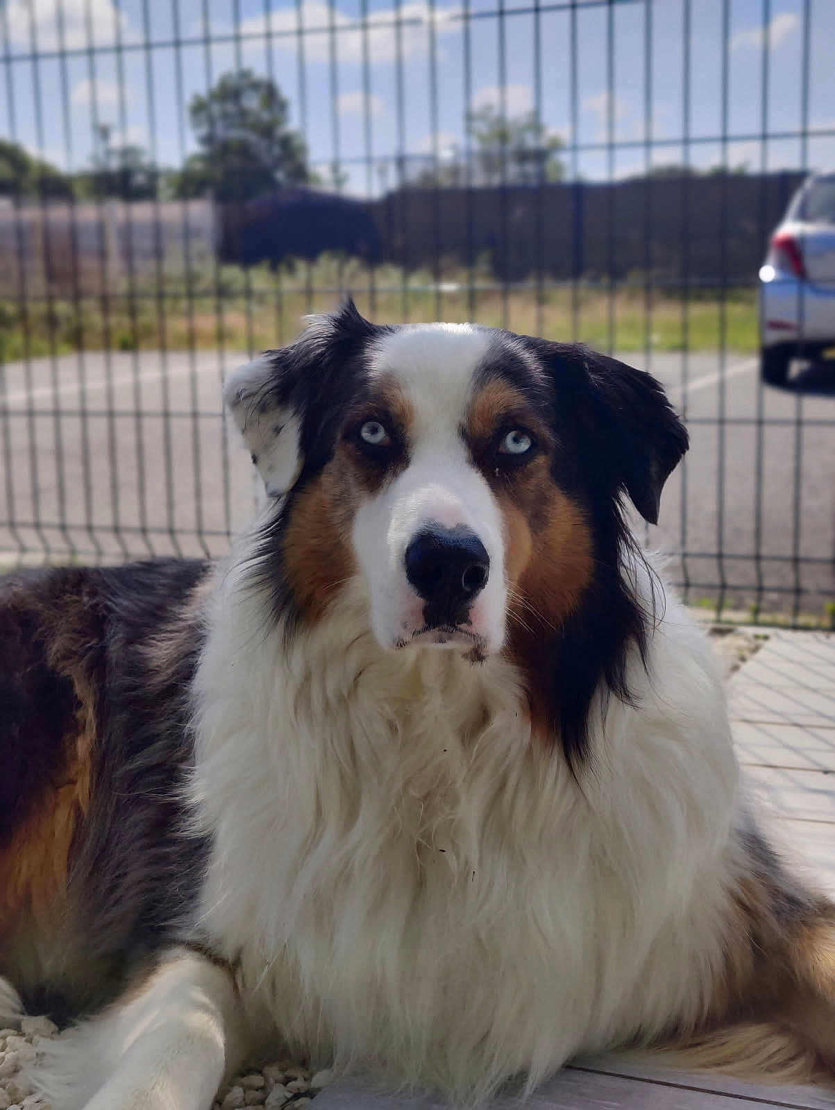 Snow a rejoint le concours — aidez-le/la à gagner de superbes lots ! dog, blue_eyes, fluffy, outdoor, fence, sunny, calm, pet, animal, portrait, sitting, nature, fur, canine, relaxed, daytime, closeup, muzzle, ears, background