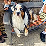Snow participe au concours pour gagner de l'argent avec cette photo : dog, blue_eyes, bench, outdoor, stone_wall, concrete, sandals, sneakers, legs, furry, pet, leash, resting, calm, daylight, casual, animal, portrait, tricolor, relaxing