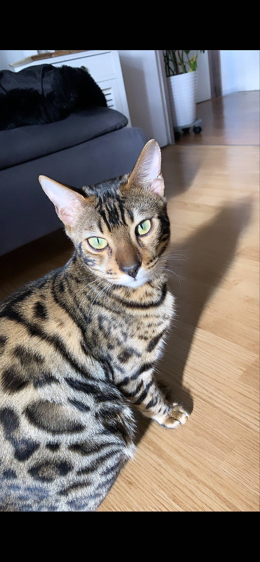 Rajah participe au concours pour gagner de l'argent avec cette photo : carnivore, cat, comfort, couch, domestic_short_haired_cat, felidae, flooring, fur, hardwood, plank, sitting, small_to_medium_sized_cats, snout, tail, terrestrial_animal, varnish, whiskers, wood, wood_flooring, wood_stain