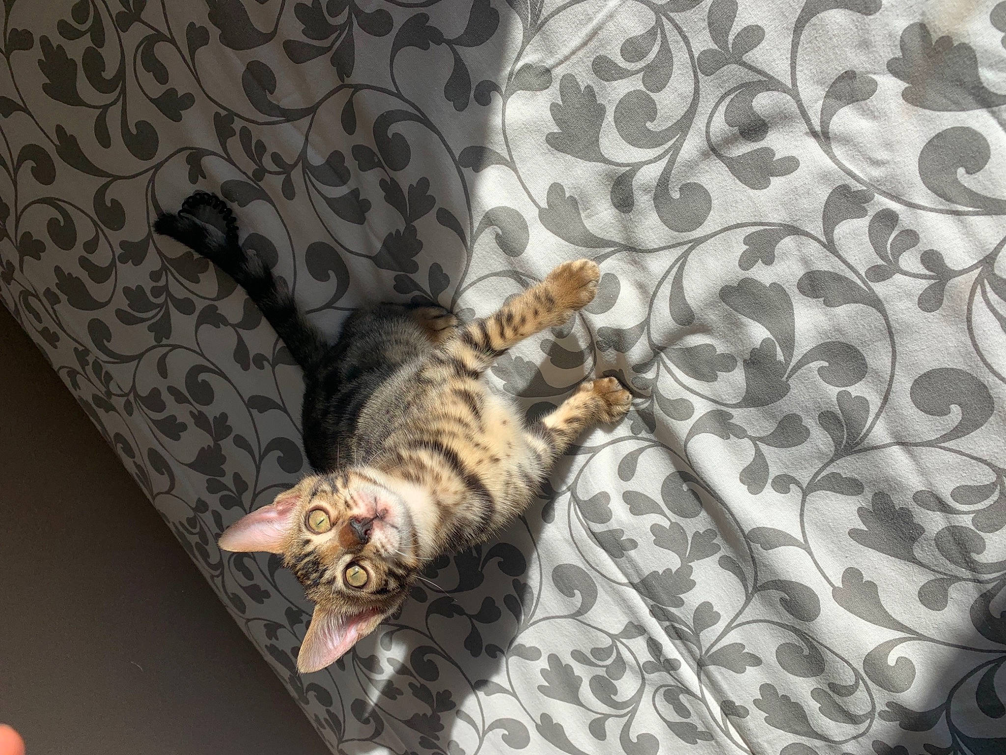 Rajah participe au concours pour gagner de l'argent avec cette photo : carnivore, cat, comfort, couch, domestic_short_haired_cat, felidae, flooring, fur, grey, interior_design, linens, living_room, pattern, room, small_to_medium_sized_cats, studio_couch, tail, textile, whiskers, wood