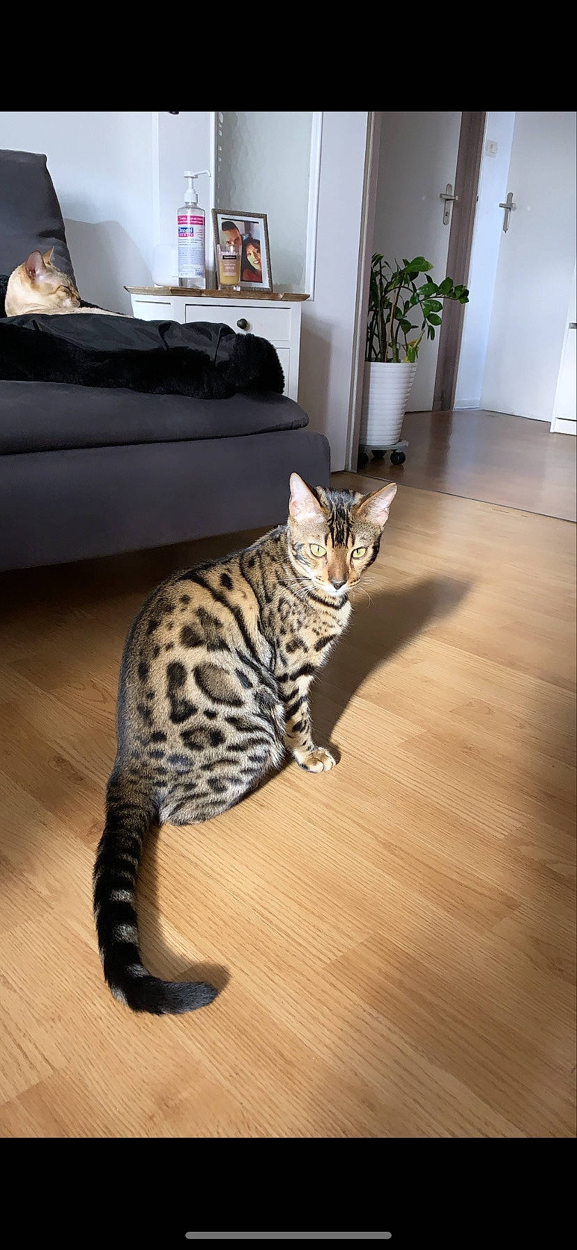 Rajah participe au concours pour gagner de l'argent avec cette photo : carnivore, cat, comfort, couch, felidae, floor, flooring, fur, hardwood, houseplant, picture_frame, plant, small_to_medium_sized_cats, snout, tail, television, terrestrial_animal, vertebrate, whiskers, wood