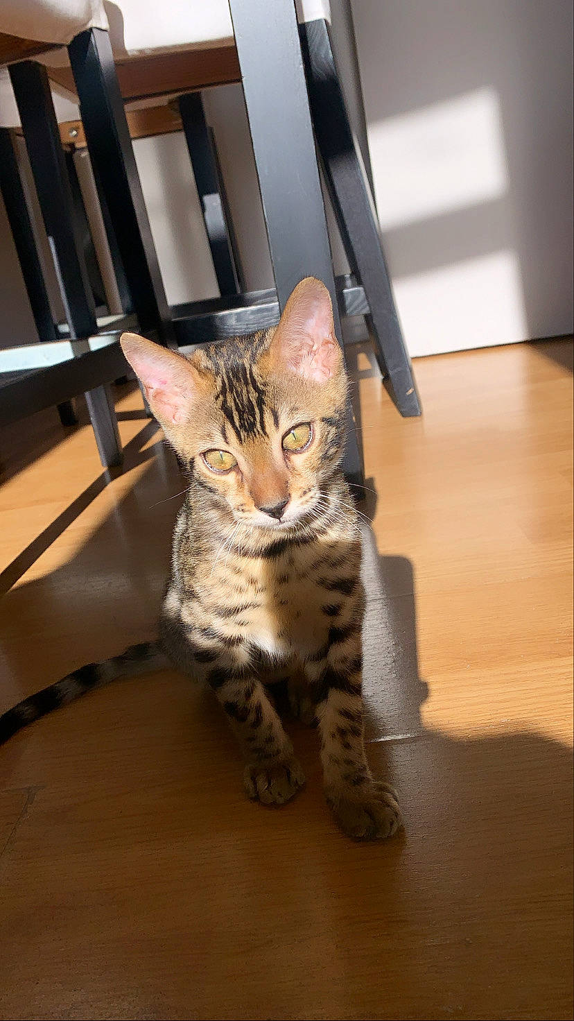 Rajah a rejoint le concours — aidez-le/la à gagner de superbes lots ! carnivore, cat, domestic_short_haired_cat, door, felidae, flooring, fur, hardwood, paw, sitting, small_to_medium_sized_cats, snout, tail, terrestrial_animal, whiskers, wood
