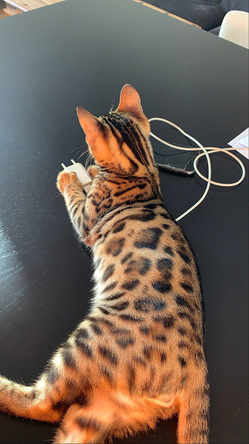 Rajah participe au concours pour gagner de l'argent avec cette photo : carnivore, cat, claw, event, eye, fawn, felidae, foot, fur, giraffidae, head, human_body, organism, paw, small_to_medium_sized_cats, snout, tail, terrestrial_animal, whiskers, wildlife