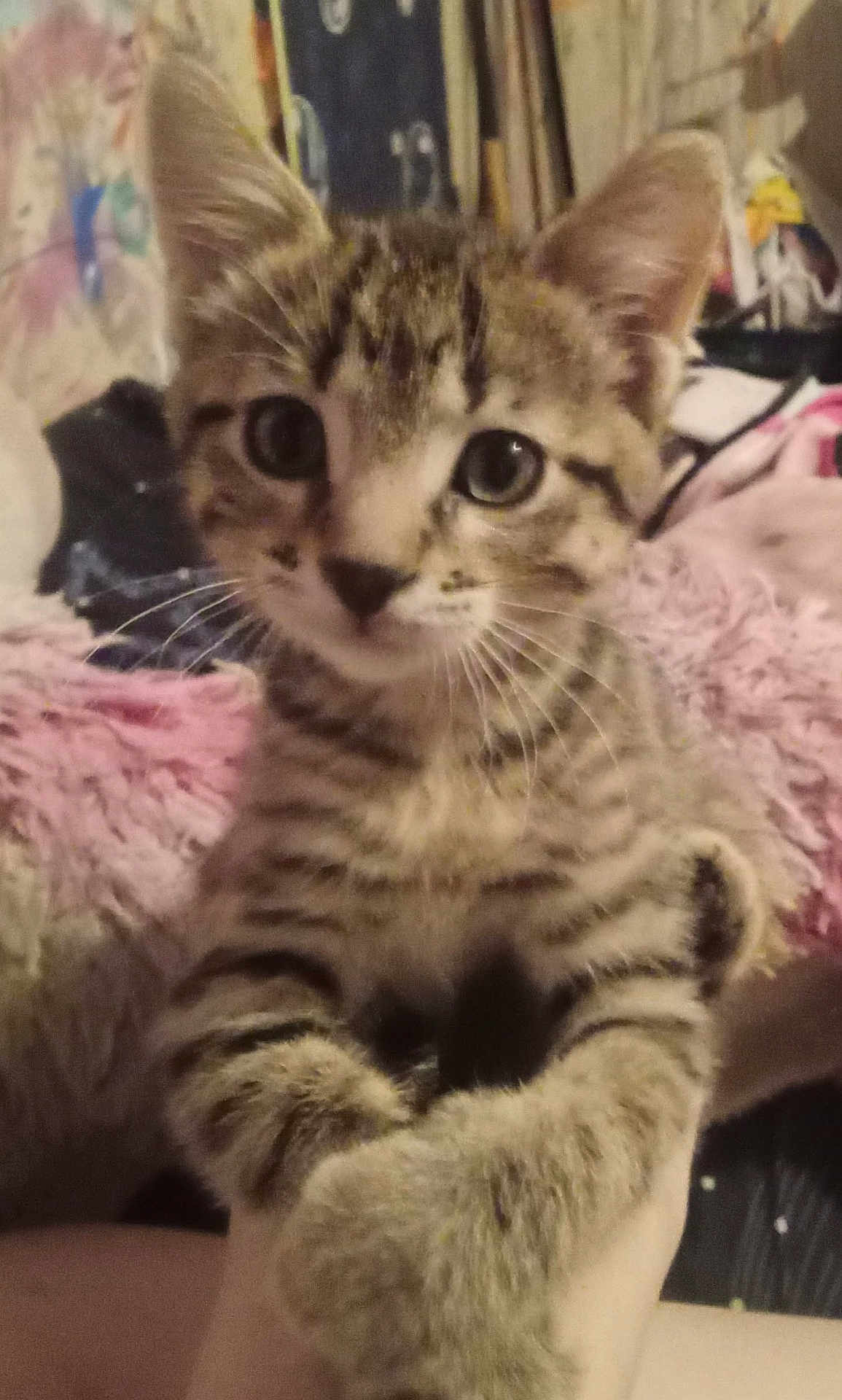 Tig is registered to the contest to win money with this photo: kitten, tabby, cat, closeup, fur, whiskers, ears, eyes, pet, animal, cute, indoor, soft, striped, young, hand, holding, feline, cozy, background