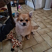 Thor a rejoint le concours — aidez-le/la à gagner de superbes lots ! dog, small_dog, fluffy, tan_fur, white_fur, indoor, tile_floor, toy, plush_toy, giraffe_toy, furniture_leg, pet, animal, floor, sitting, cute, companion, household, domestic, cozy
