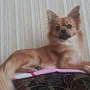 Olympe participe au concours pour gagner de l'argent avec cette photo : alert, animal, blanket, companion, couch, curious, dog, ears, fluffy, fur, home, indoor, lying_down, muzzle, patterned_couch, pet, pink_blanket, small_dog, striped_wall, tail