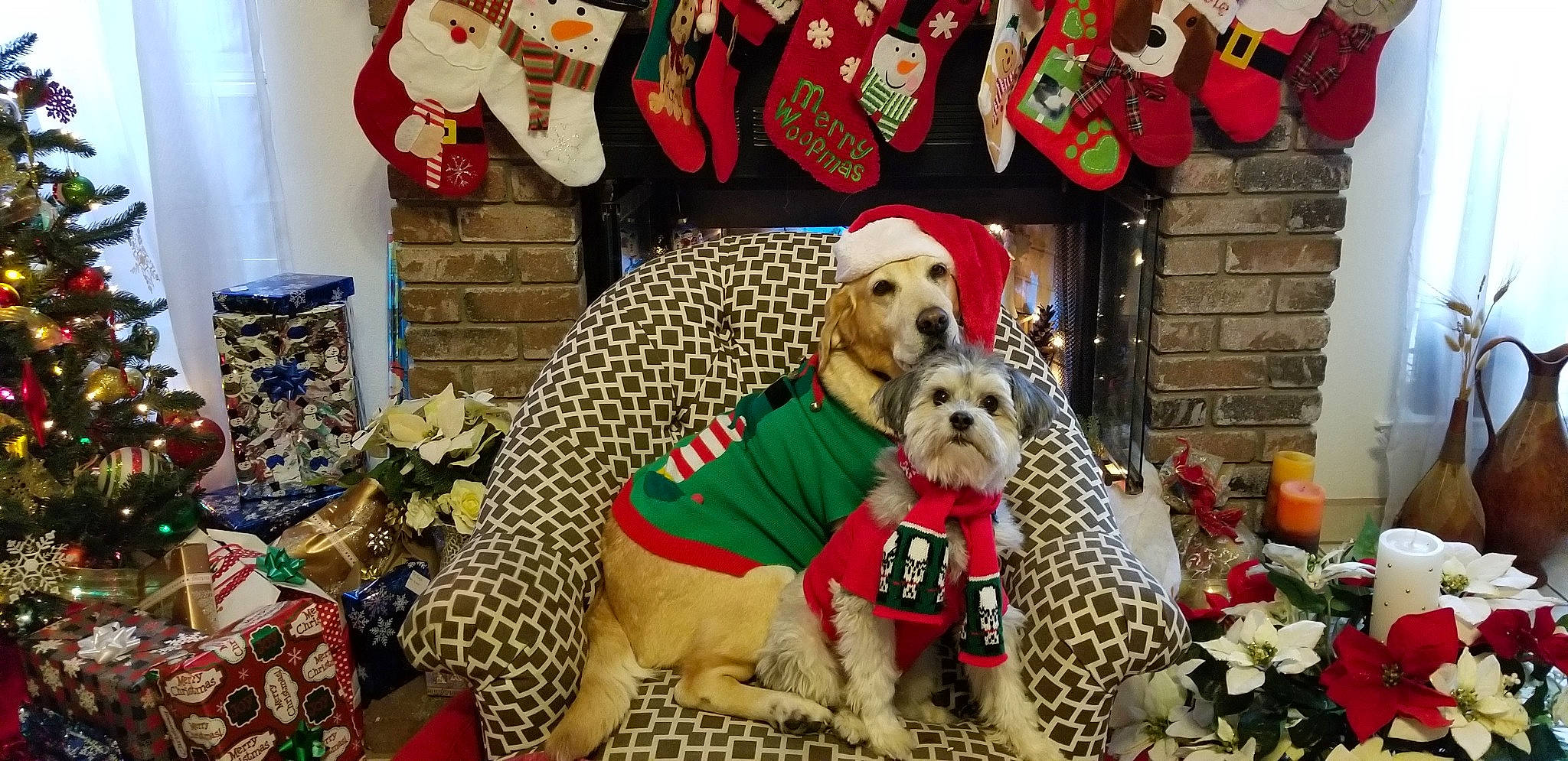 Honey And Trouble joined the competition — help win amazing prizes! canidae, carnivore, christmas, christmas_eve, companion_dog, dalmatian, dog, dog_breed, dog_clothes, fawn, holiday, non_sporting_group, puppy, sporting_group