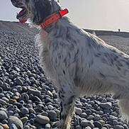 Rio a rejoint le concours — aidez-le/la à gagner de superbes lots ! dog, animal, outdoor, rocky_beach, collar, spotted, tongue_out, sunlight, pet, nature, canine, side_view, daytime, happy, fur, standing, landscape, sky, walking, playful