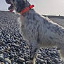 dog, animal, outdoor, rocky_beach, collar, spotted, tongue_out, sunlight, pet, nature, canine, side_view, daytime, happy, fur, standing, landscape, sky, walking, playful