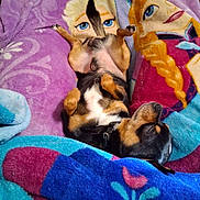 Chico is registered to the contest to win money with this photo: dog, blanket, sleeping, cozy, colorful, cartoon, princess, purple, blue, brown, black, white, fur, paw, resting, indoors, cute, pet, relaxed, collar