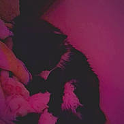 Tubby is registered to the contest to win money with this photo: cat, sleeping, black_and_white, feline, blanket, soft, indoor, cozy, resting, fur, pet, animal, purple_light, pink_light, dark, quiet, cute, comfort, relaxation, shadow