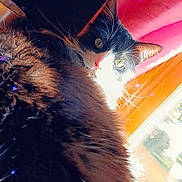 Tubby is registered to the contest to win money with this photo: animal, black_and_white, bright, cat, close_up, cozy, curious, domestic_cat, ears, face, feline, fluffy, fur, indoor, pet, resting, sparkle, sunlight, whiskers, window