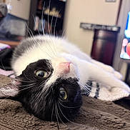 Cru is registered to the contest to win money with this photo: cat, black_and_white, whiskers, lying_down, indoor, blanket, curious, close_up, pet, feline, cozy, home, relaxed, fur, portrait, animal, soft_texture, cute, domestic, eyes