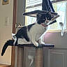 cat, cat_tree, indoor, window, toy, black_and_white, pet, collar, curious, feline, playful, daylight, home, wood, door, curtain, furniture, animal, domestic, resting