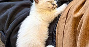 Ellie joined the competition — help win amazing prizes! animal, black_clothing, brown_clothing, carpet, cat, cozy, cute, domestic_animal, feline, fur, indoor, kitten, lap, peaceful, pet, relaxation, rest, sleeping, small, young