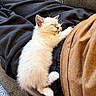 animal, black_clothing, brown_clothing, carpet, cat, cozy, cute, domestic_animal, feline, fur, indoor, kitten, lap, peaceful, pet, relaxation, rest, sleeping, small, young