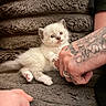 Ellie joined the competition — help win amazing prizes! kitten, cat, animal, pet, furry, cute, white_cat, blue_eyes, hand, tattoo, ring, fingers, fuzzy_blanket, texture, indoor, cozy, playful, small, paw, resting