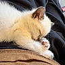 animal, black_clothing, brown_clothing, close_up, couch, cozy, cute, domestic, furry, indoor, kitten, lap, lighter, paw, pet, phone, relaxed, resting, sleeping, white_fur